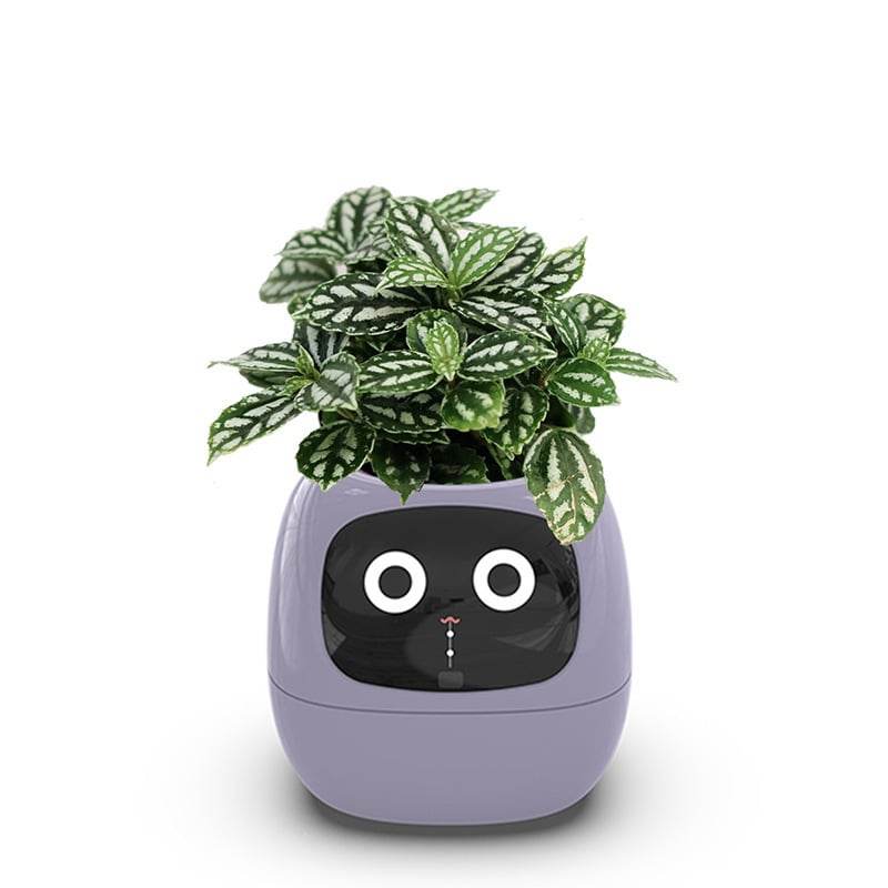 USB rechargeable automatic water-absorbing flowerpot - Price Value Store