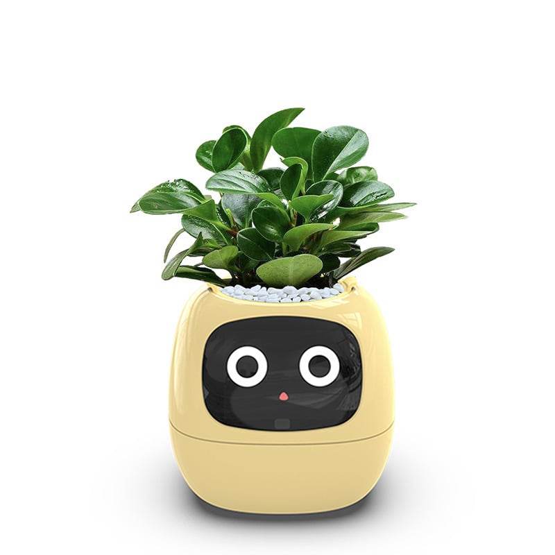 USB rechargeable automatic water-absorbing flowerpot - Price Value Store