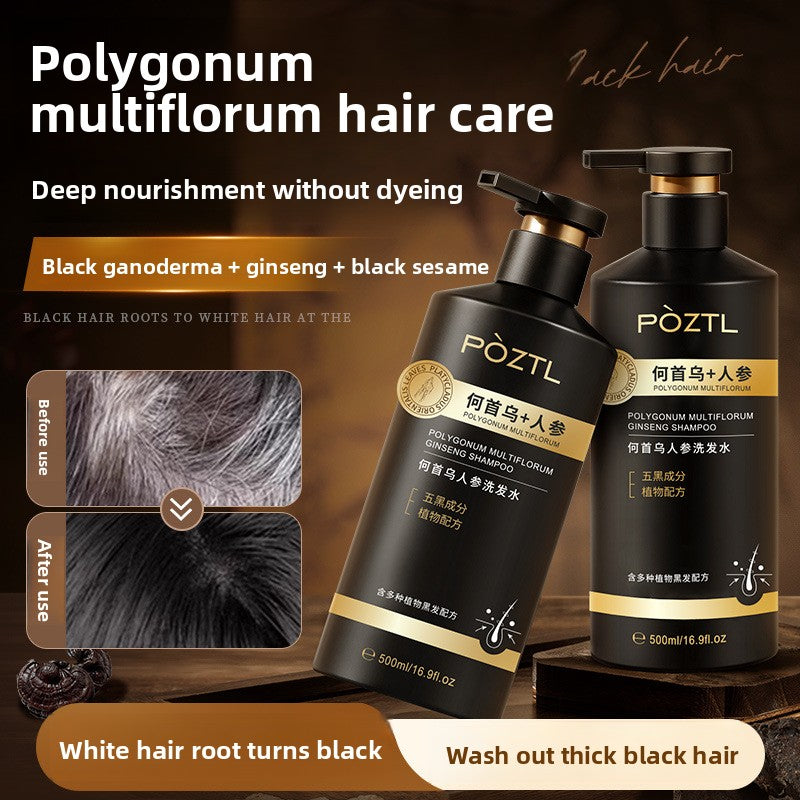 Polygonum multiflorum shampoo